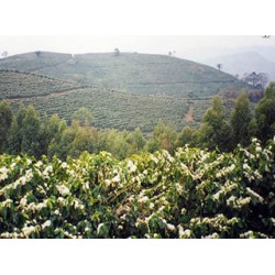 Brésil BSCA Carmo Estate