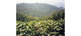 Brazil BSCA Carmo Estate