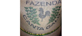 Brésil BSCA Fazenda Canta Galo 100% Rubi
