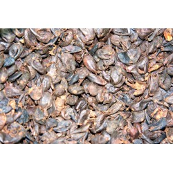 Bolivie Cascara (pulpe de caf&eacute; s&eacute;ch&eacute;e)
