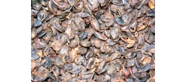 Bolivie Cascara (pulpe de café séchée)