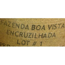 Brazil Bahia Quality Cup Lot 1 Boa Vista Encruzilhada
