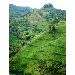 Colombie Geisha Las Margaritas Granja La Espreranza