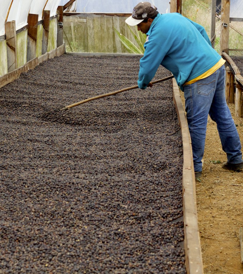 Cafés naturels en cours de séchage