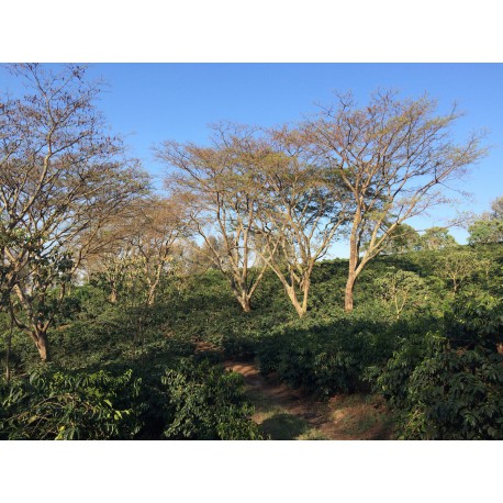 Tanzanie Blackburn Estate Pick of Harvest Shade AA