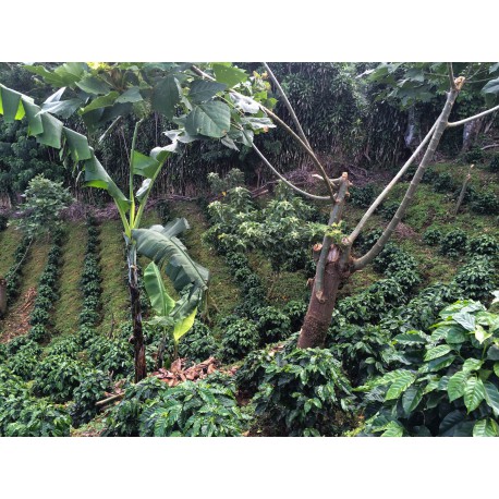 Costa Rica Las Lajas Alma Negra Cultivé Bio