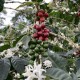 Colombie La Esmeralda